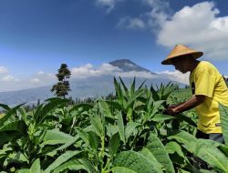 Petani Tembakau Bojonegoro Terima Bantuan Pupuk 502,2 Ton Dari DBH CHT