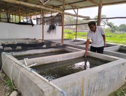 Sudarmaji, Warga Pandaan Sukses Jaga Kelestarian Ikan Wader Merah