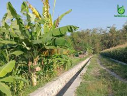 Pemdes Tanjunggunung Jombang Bangun Drainase Dari Dana BKK