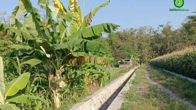 Pemdes Tanjunggunung Jombang Bangun Drainase Dari Dana BKK