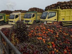 Membangun Posisi Tawar Sawit di Pasar Uni Eropa