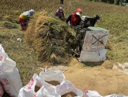 Harga Beras Masih Mahal, Bulog Kediri Hentikan Pembelian Di Petani