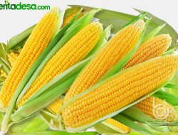 Kandungan Gizi Jagung Dan 12 Manfaat Untuk Kesehatan
