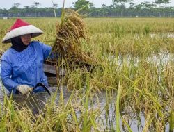 BNPB Diinstruksikan Bantu Petani Gagal Panen Akibat Bencana