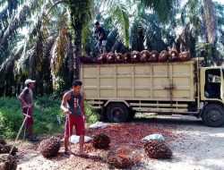 Harga TBS di Rohul Naik, Di Loading Ramp Ditebus Rp 2.430 / Kg