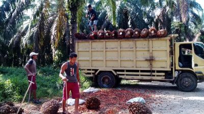 Harga TBS di Rohul Naik, Di Loading Ramp Ditebus Rp 2.430 / Kg