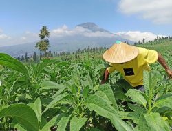 Ketua MPR Dorong Peningkatan Pemasukan Cukai Hasil Tembakau