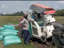 Harga Gabah Anjlok, Petani Jombang Menjerit