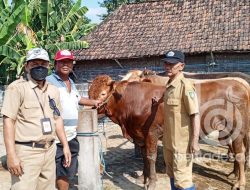 Pemeriksaan Hewan Kurban di Jombang Jelang Iduladha, Ini Hasilnya