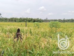 Indonesia Bidik Teknologi China Untuk Capai Swasembada Pangan