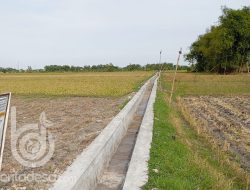 HIPPA Mega Brantas Desa Jatimlerek Jombang Bangun Saluran Irigasi Dari Program P3-TGAI