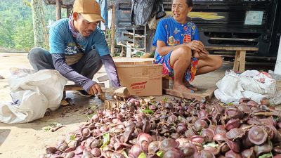 Mengenal Desa Carangwulung, Penghasil Jengkol dan Pete di Jombang