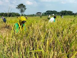 OPINI : Politik Dalam Swasembada Pangan