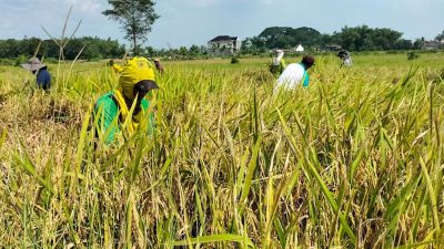 OPINI : Politik Dalam Swasembada Pangan