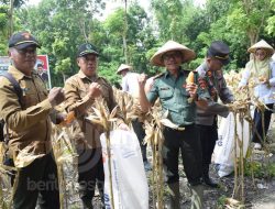 Perhutani KPH Jombang Panen Raya Jagung di Nganjuk