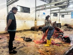 Wabah PMK, Satreskrim Polres Jombang Lakukan Pengecekan Rumah Pemotongan Hewan