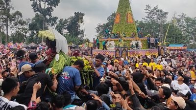 Ribuan Warga di Jombang Rebutan Buah Apokat Gratis