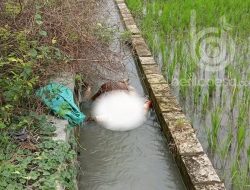 Polres Jombang Tangkap Pembunuh Mayat Pria Tanpa Kepala