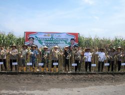 Program Swasembada Pangan, Polres Jombang Panen Raya Jagung Tahap 1