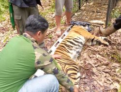 Buruh perkebunan Akasia di Riau tewas usai diterkam Harimau