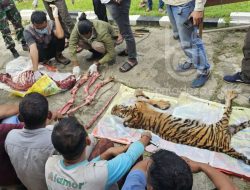 Enam Pembantai Harimau Sumatra di Rohul Ditangkap