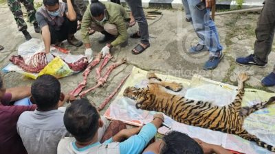 Enam Pembantai Harimau Sumatra di Rohul Ditangkap