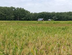 Perubahan Iklim Ancam Sektor Pertanian