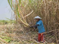 Gubernur Jatim Luncurkan Program KUR Khusus Petani Tebu