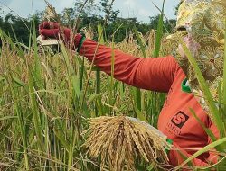 Mentan : Ada Permainan Pemicu Kenaikan Harga Beras