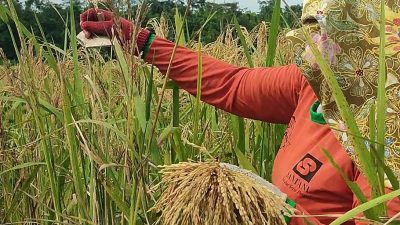 Mentan : Ada Permainan Pemicu Kenaikan Harga Beras