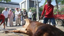 Warsubi-Bupati-Jombang-Potong-58-Ekor-Sapi-Kurban (3)