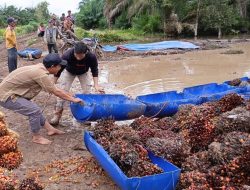 Harga TBS Kelapa Sawit Kemitraan Swadaya Riau Periode 18–24 Juni 2025 Anjlok