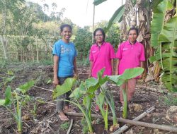 Kembangkan Potensi Tanaman Herbal di Desa Untuk Peningkatan Kesehatan