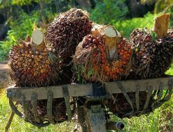 Harga Sawit Sumsel Periode Kedua Juli Naik Tipis