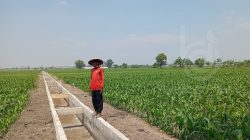proyek-pembangunan-saluran-irigasi-di-desa-dapurkejambon-jombang-jatim