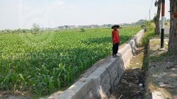 proyek-pembangunan-tpt-di-desa-dapurkejambon-jombang-jatim
