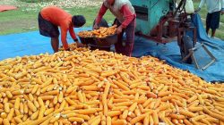 Produksi Jagung Turun Picu Kenaikan Harga Ayam dan Telur