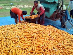 Produksi Jagung Turun Picu Kenaikan Harga Ayam dan Telur