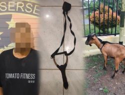 Kepergok Warga, Pencuri Kambing di Tanjung Kemala Muara Enim Ditangkap