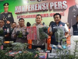 Polisi Bongkar Jaringan Budidaya Ganja di Mojongapit Jombang, 4 Orang Ditangkap