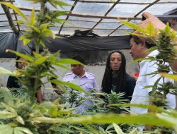 Kebun Ganja di Rumah Kontrakan di Jombang Digerebek Polisi, 110 Pohon dan 5,3 Kg Disita