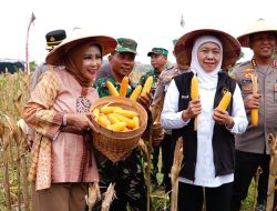 Panen Raya Jagung di Sidoarjo : Dukung Ketahanan Pangan Nasional