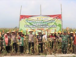 Panen Raya Jagung Serentak Kuartal I 2026 di Demak