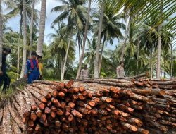 Polres Lingga Tetapkan 6 Tersangka Kasus Pembalakan Liar Kayu Bakau