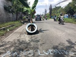 Protes Jalan Rusak, Warga Sidoarjo Tanam Pohon Pisang  di Tengah Jalan Raya Sukodono-Taman