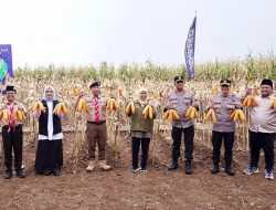 Panen Raya Jagung di Banyuwangi : Upaya Menuju Kedaulatan Pangan
