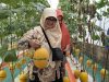 Wisata Petik Melon Super : Destinasi Baru di Deswita Sabo Dam Nglumut Magelang