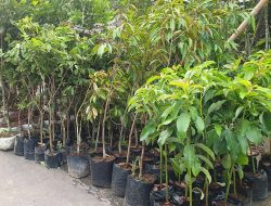 Pemkab Terima 247 Bibit Pohon Sebagai Kado Ucapan HUT Ke-179 Boyolali