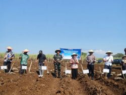 Program Bongkar Ratoon Tebu Diharapkan Tingkatkan Pendapatan Petani Magetan