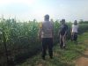 Dukung Swasembada Pangan Nasional, Polisi Pantau Tanaman Jagung di Catakgayam Jombang